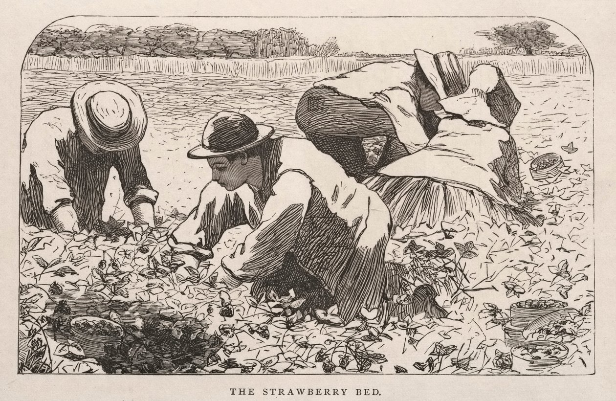 Az eper ágy alkotó: Winslow Homer