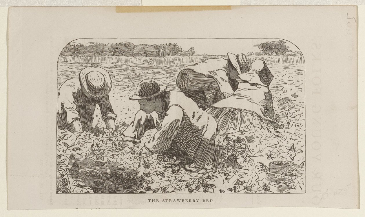 Az eperágyás alkotó: Winslow Homer