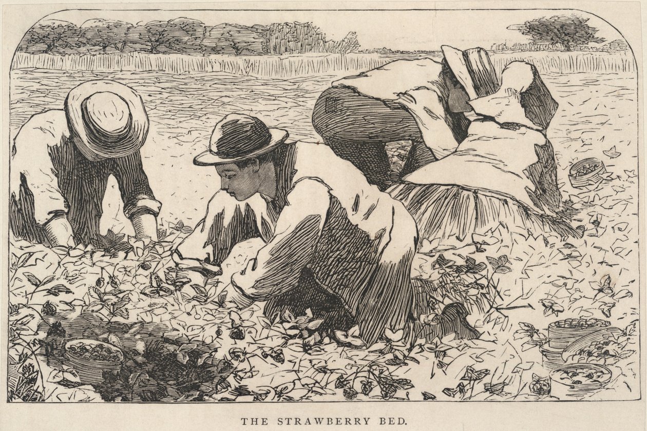 Az eperágy, az Ifjúságunkból, 1868. július alkotó: Winslow Homer