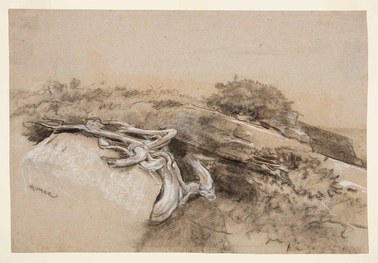 Fa gyökerei, Prout nyaka alkotó: Winslow Homer