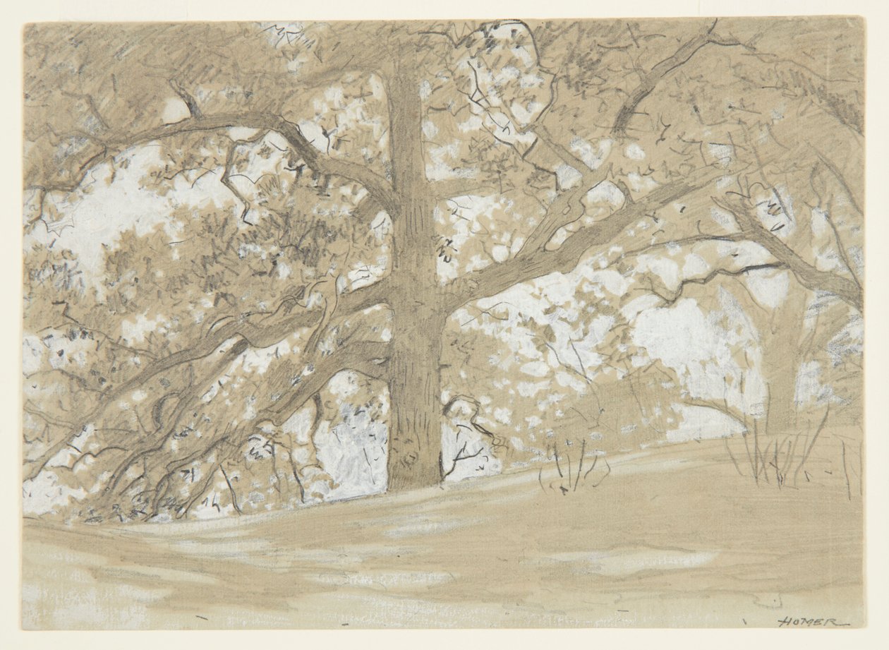 Waverly Oaks alkotó: Winslow Homer