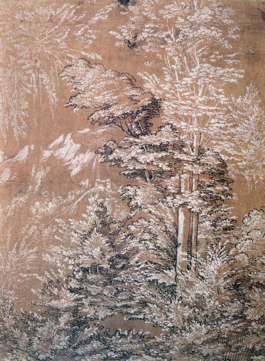 Fatanulmány, 1519 alkotó: Wolf Huber