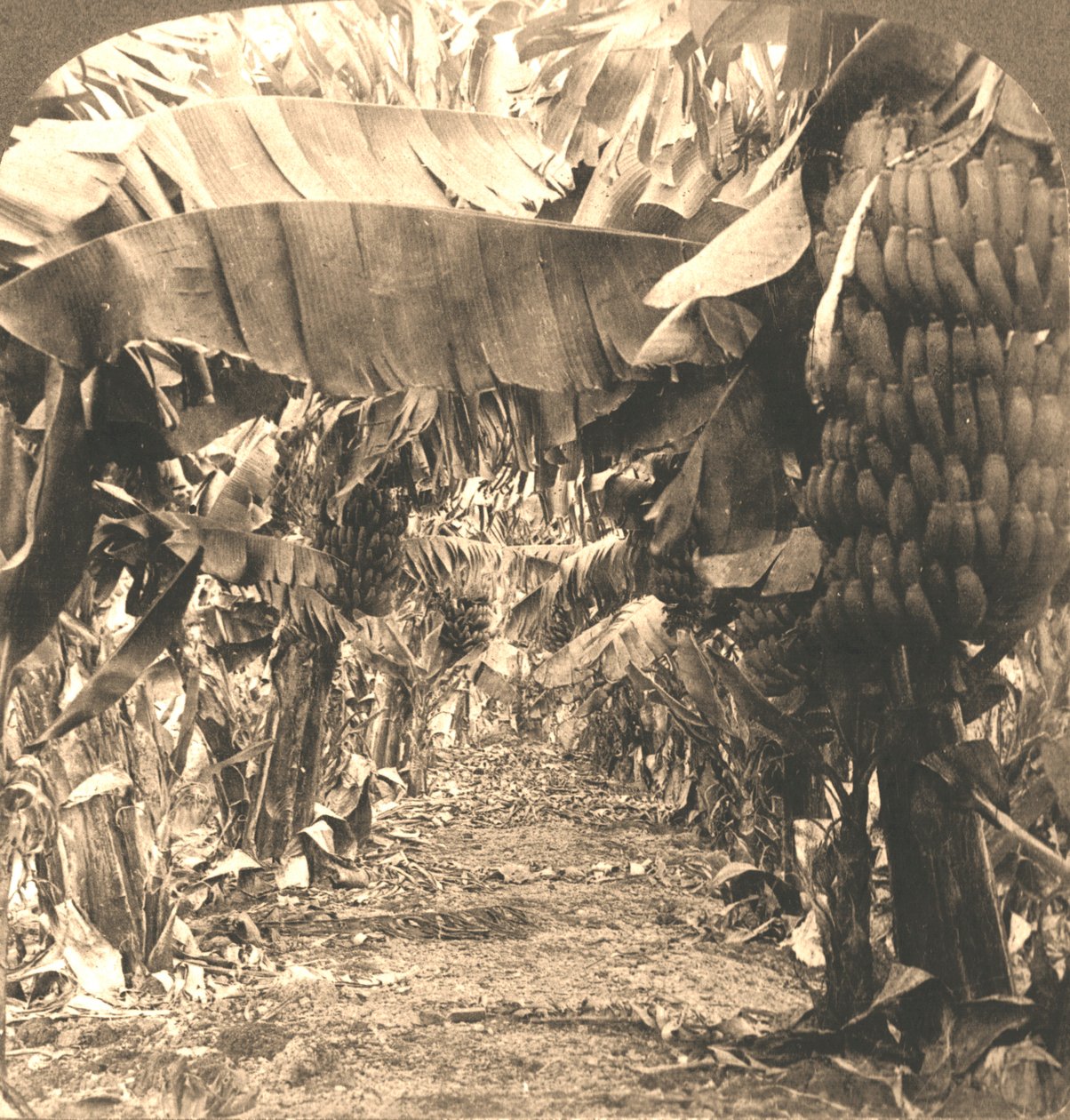 Egy banánültetvény szívében, Hawaii-szigetek, 1901. alkotó: Works and Sun Sculpture Studios
