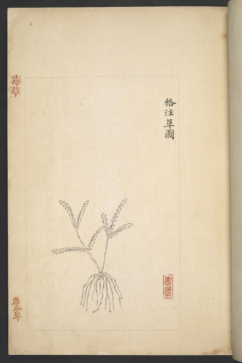 Vagy 13347 B f.2r terv a „Du Cao (mérgező növények)”-től (tinta és színes papíron) alkotó: Wu Qijun