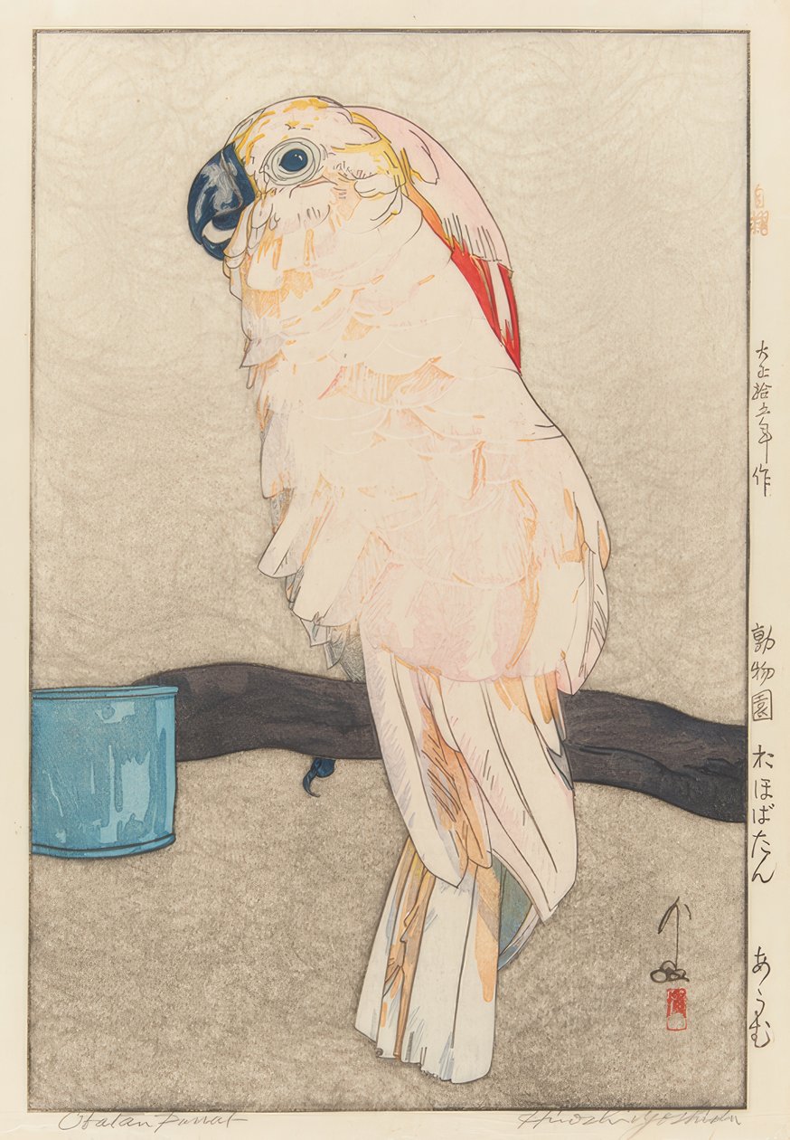 Sittich, orvostudomány alkotó: Yoshida Hiroshi