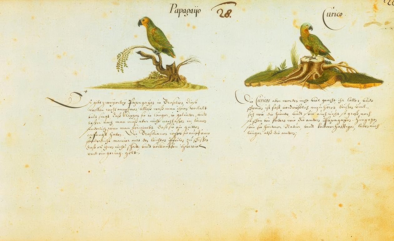 Zacharias Wagner, Papagayo / Curico alkotó: Zacharias Wagner