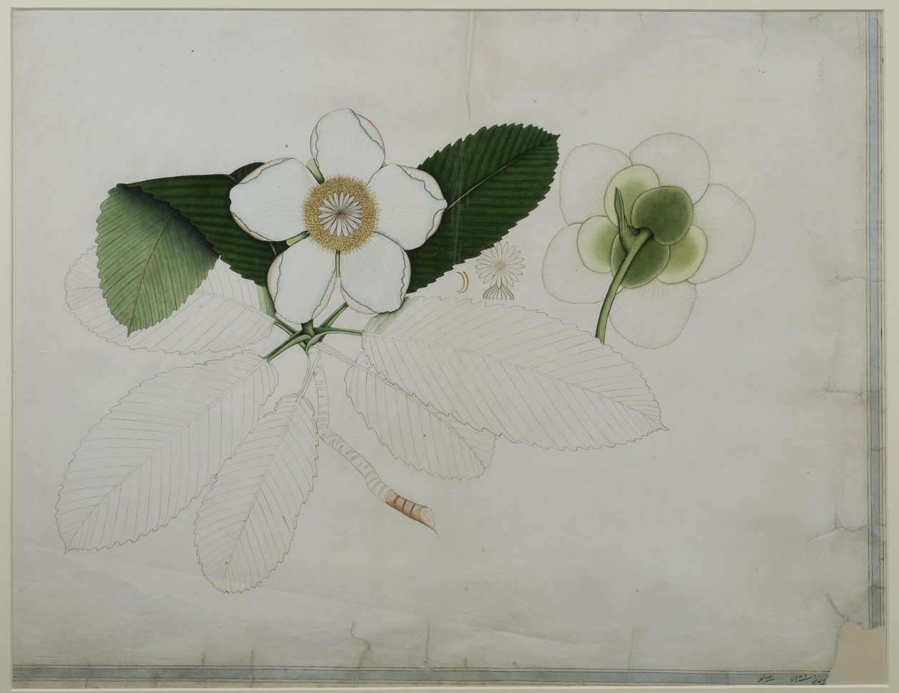 Dillenia indica, 1787 (wc papíron) alkotó: Zayn al Din Zayn al Din