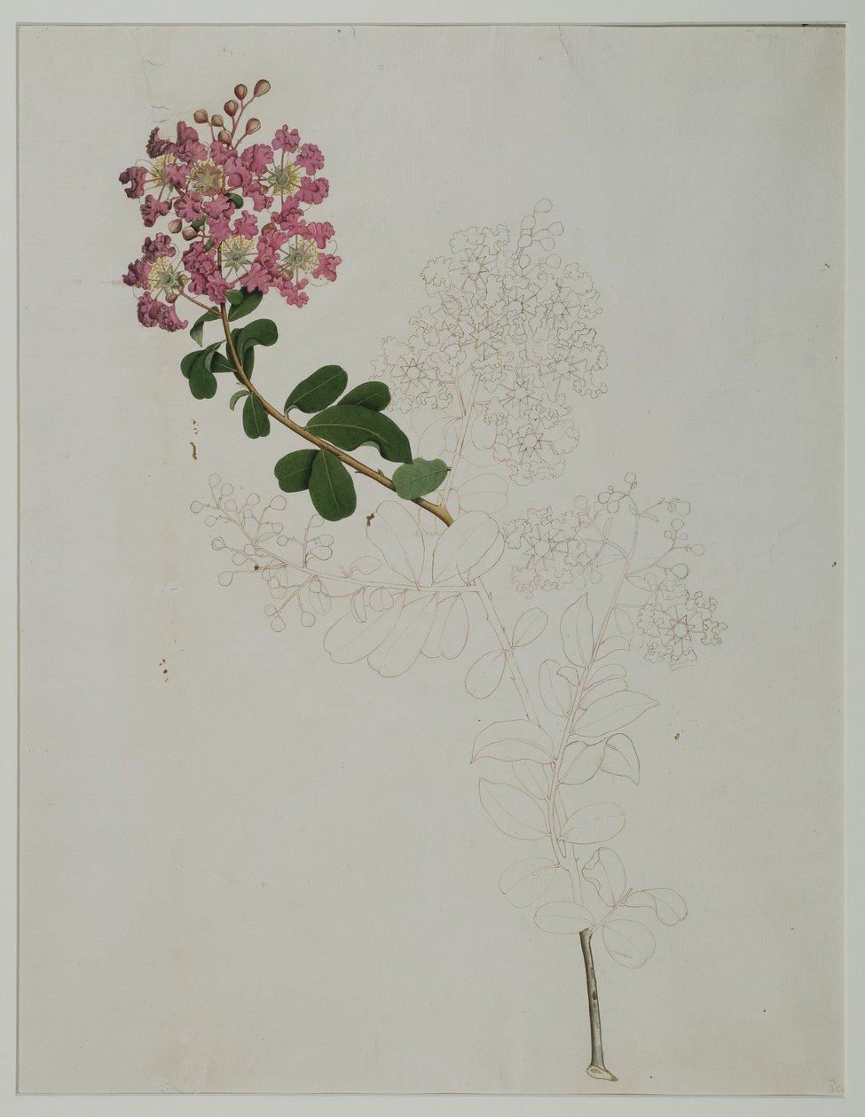 Lagerstroemia indica L. (krepp mirtusz), 1787 (wc papíron) alkotó: Zayn al Din Zayn al Din