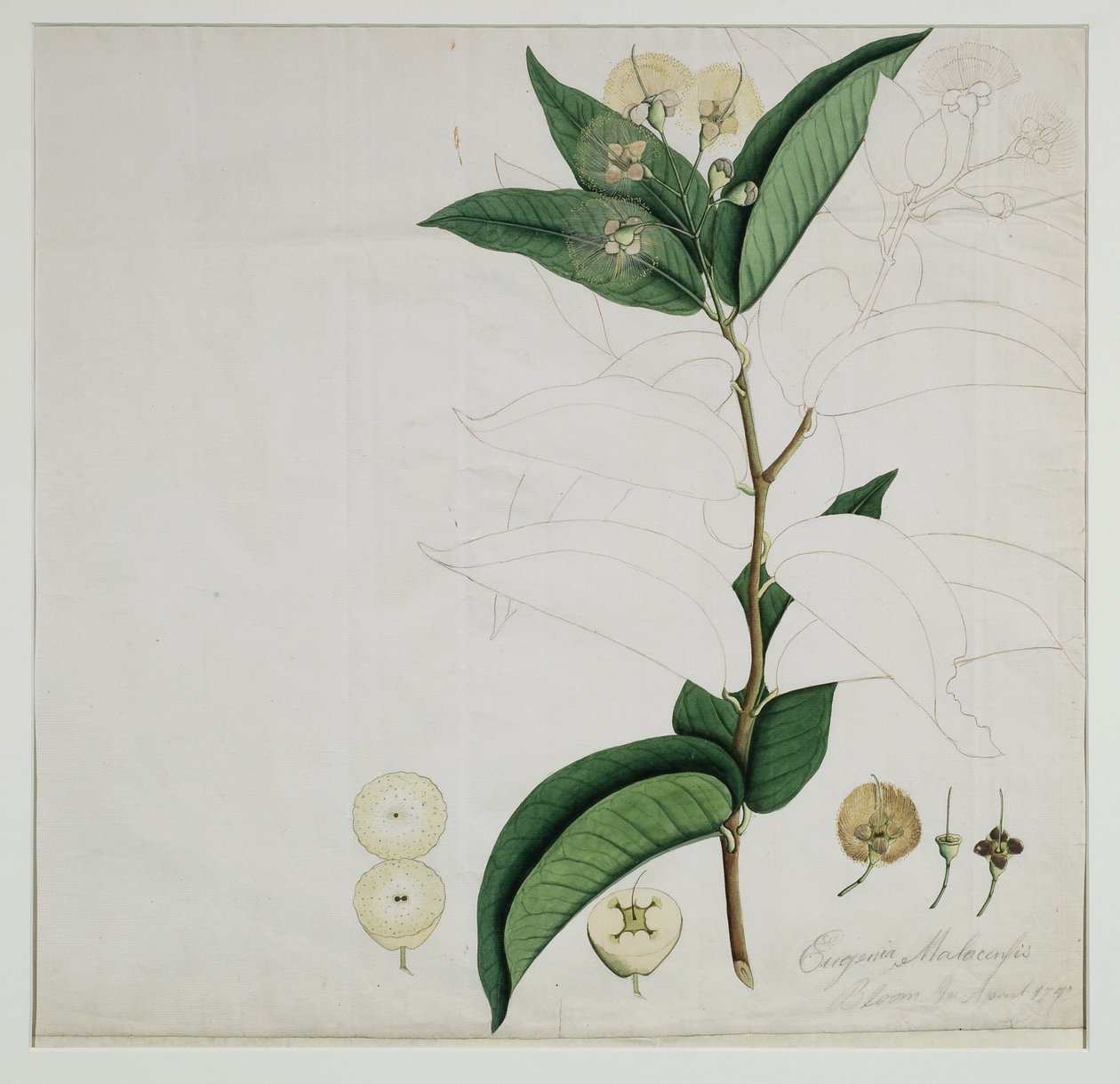 Syzygium aqueum (Burm. f.) Alston (vízirózsa alma), 1787 (wc papíron) alkotó: Zayn al Din Zayn al Din