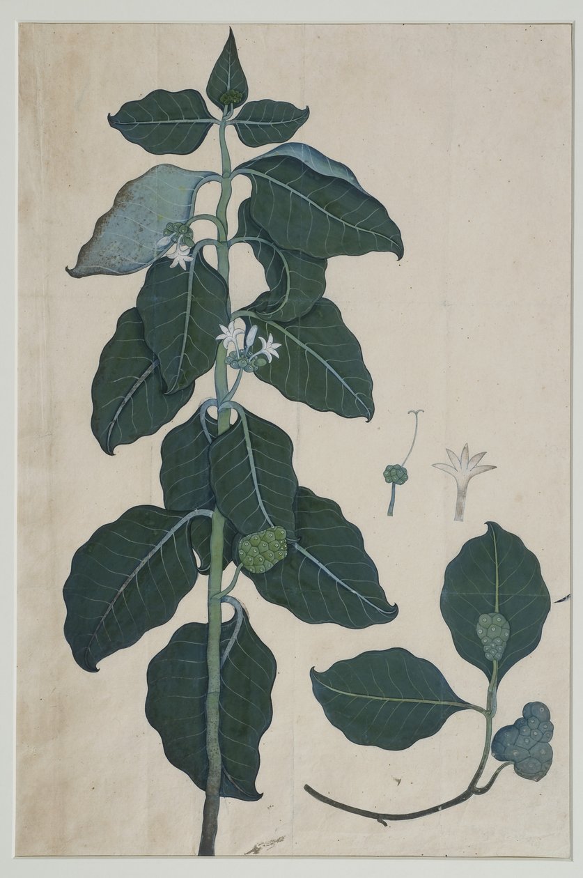 Cerbera manghas L, 1787 (wc papíron) alkotó: Zayn al Din attr. to Zayn al Din attr. to