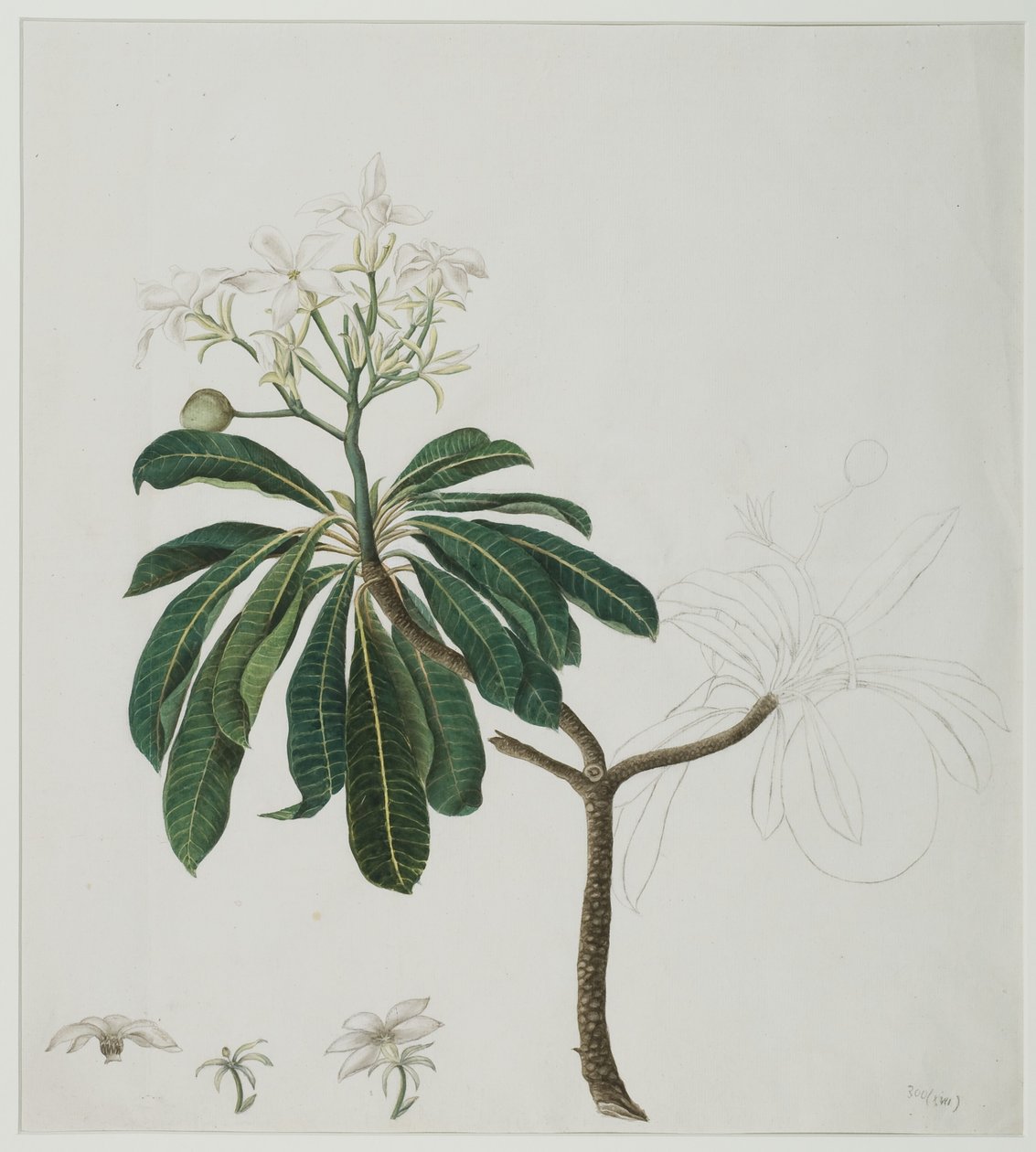 Cerbera manghas L., 1787 (wc papíron) alkotó: Zayn al Din attr. to Zayn al Din attr. to