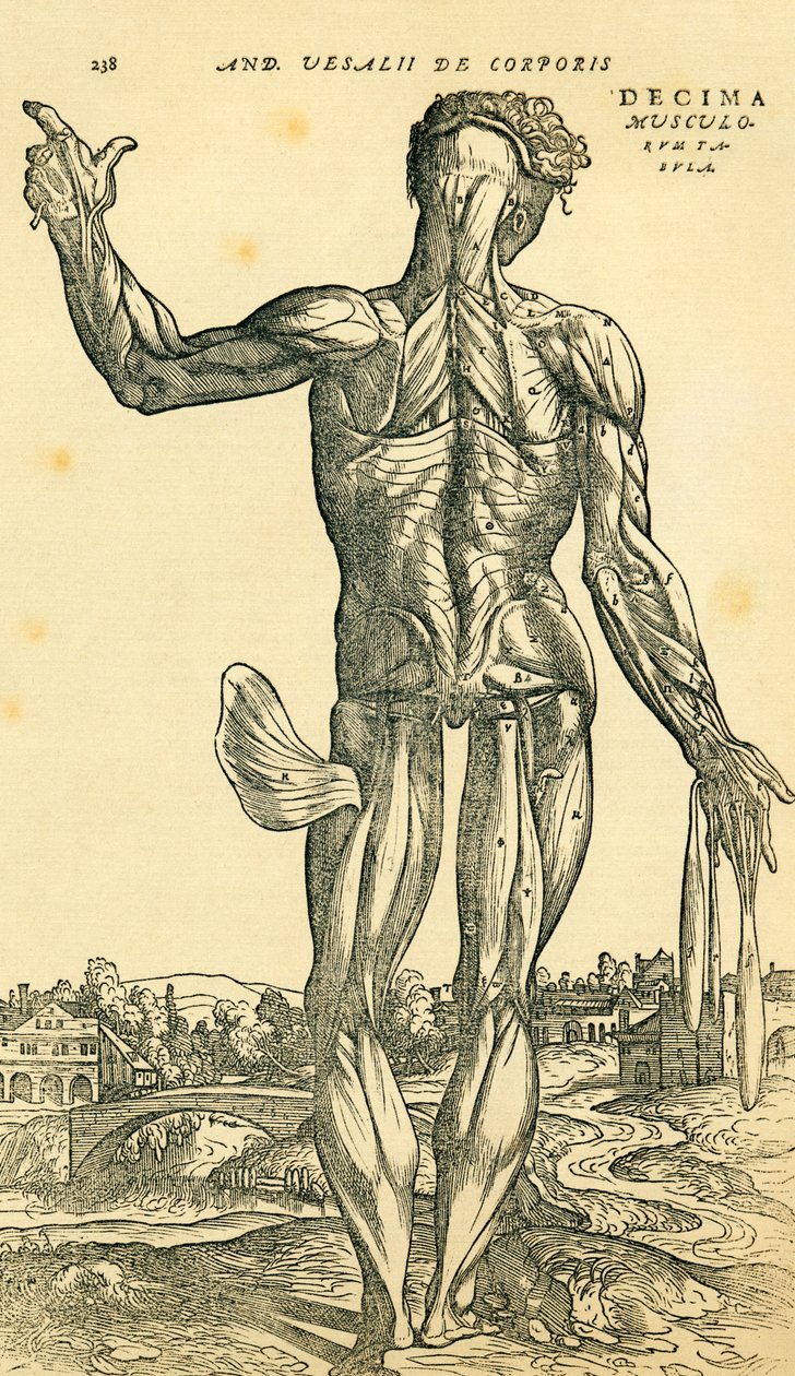 A férfi emberi test hátoldala, a De Humani Corporis Fabrica Libri Septemben (az emberi test szövetéről hét könyvben) megjelent anatómiai tanulmány Andreas Vesaliustól, Basel alkotó: Ferdinand Georg Waldmuller