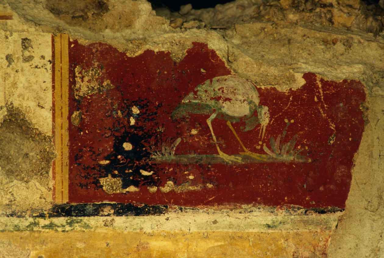 Madár, freskótöredék, Salus Augusta Temple-Cryptoporticus, Urbs Salvia ókori római városa, Urbisaglia, Marche, Olaszország (fotó) alkotó: William Walcutt