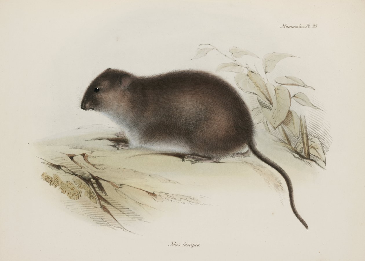 Bokor vagy barna lábú patkány, Ausztrália, c 1832-1836 alkotó: John Pardon