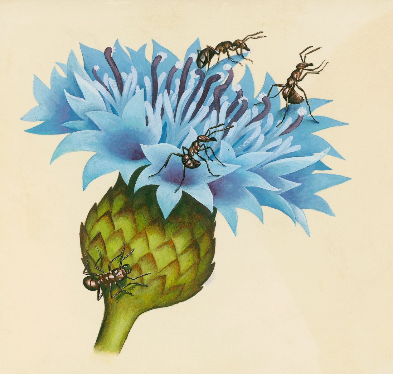 Centaurea virág agresszív hangyákkal, rajz alkotó: William Walcutt