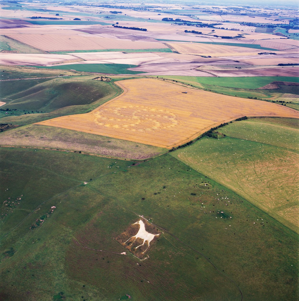 Gabonakör búzamezőn, Milk Hill, Alton Priors, Vale of Pewsey, Wiltshire alkotó: Ferdinand Georg Waldmuller