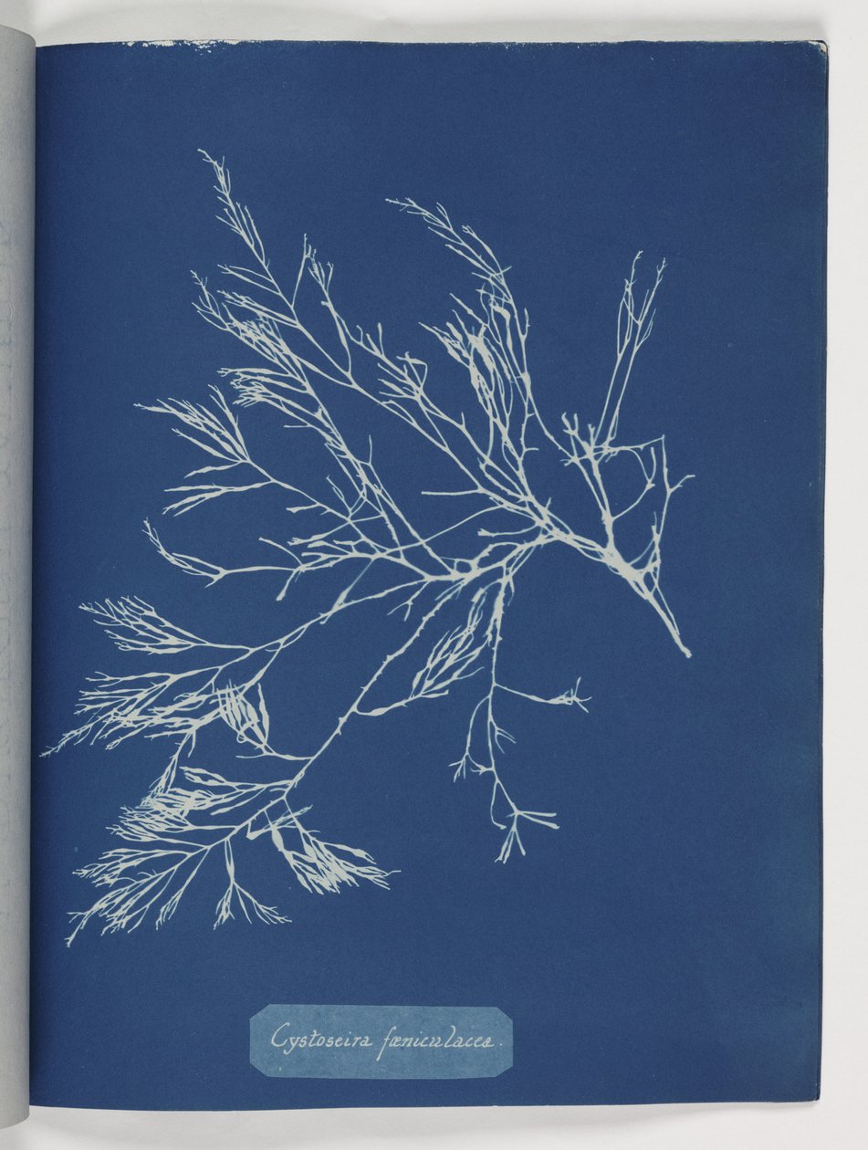 "Cystoseira foeniculacea" alkotó: Frederick (attr. to) Barnard