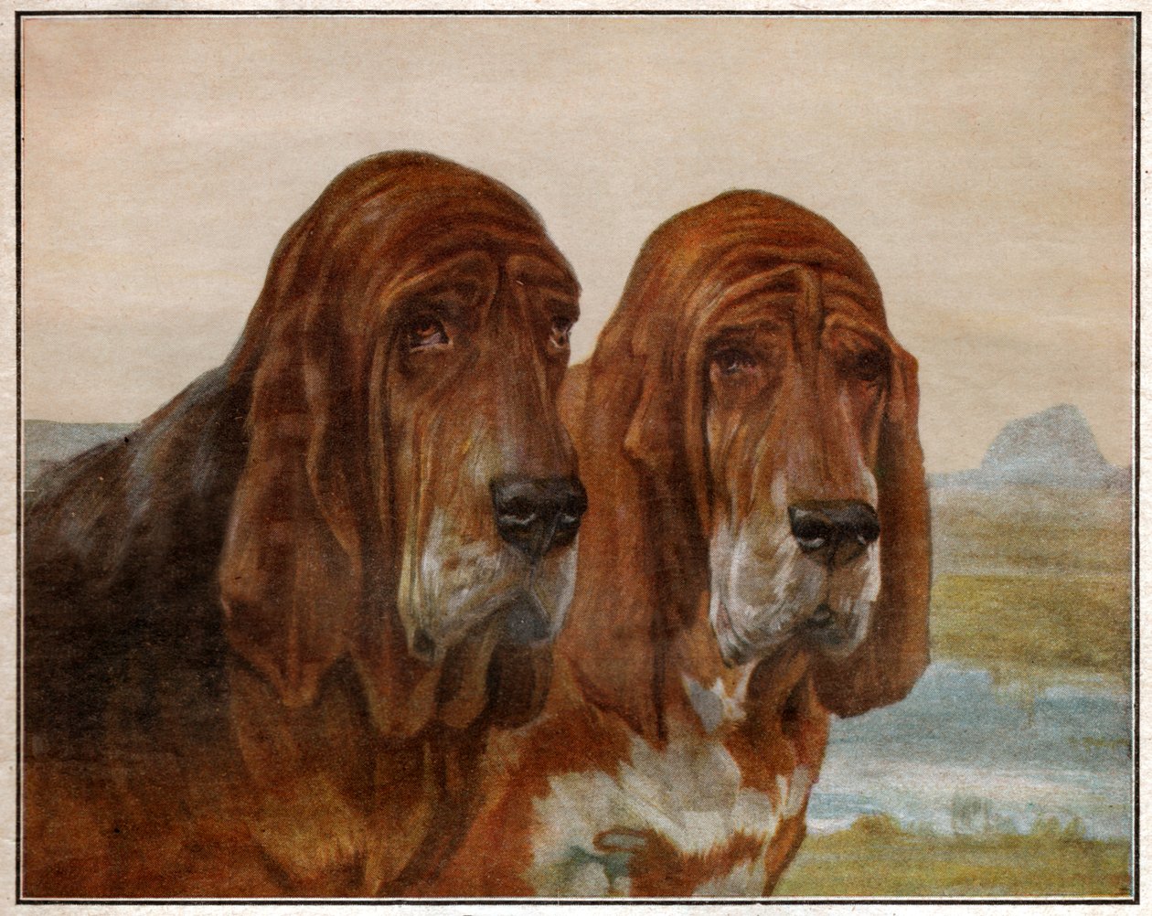 Saint Hubert vagy Bloodhound kutyái. 1925 (illusztráció) alkotó: . .