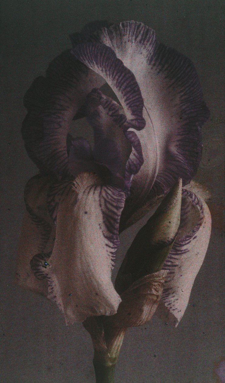 "Iris germanique" (Iris germanica) alkotó: Frederick (attr. to) Barnard
