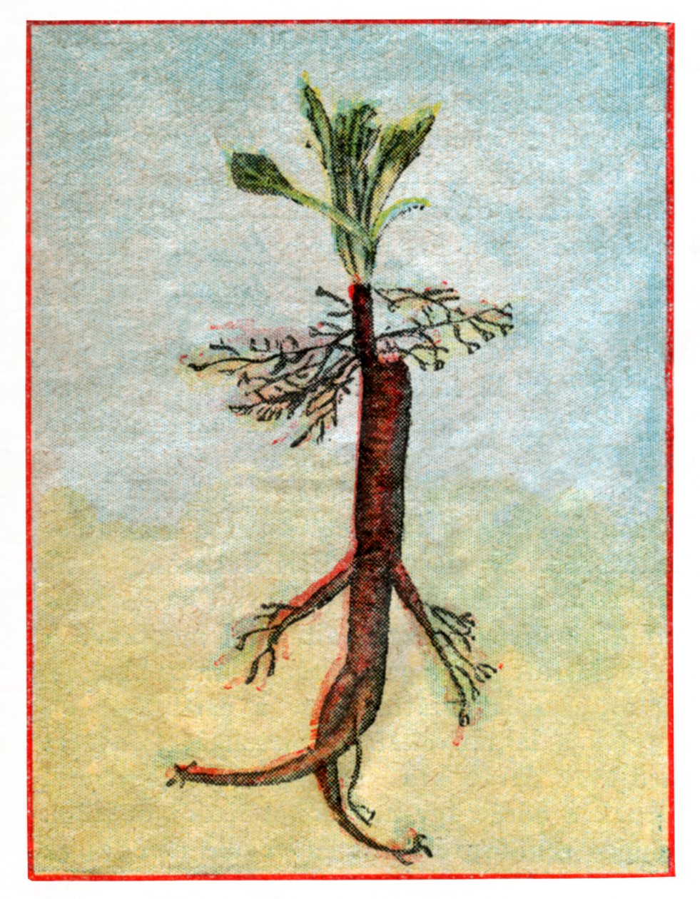 Mandragora alkotó: . .