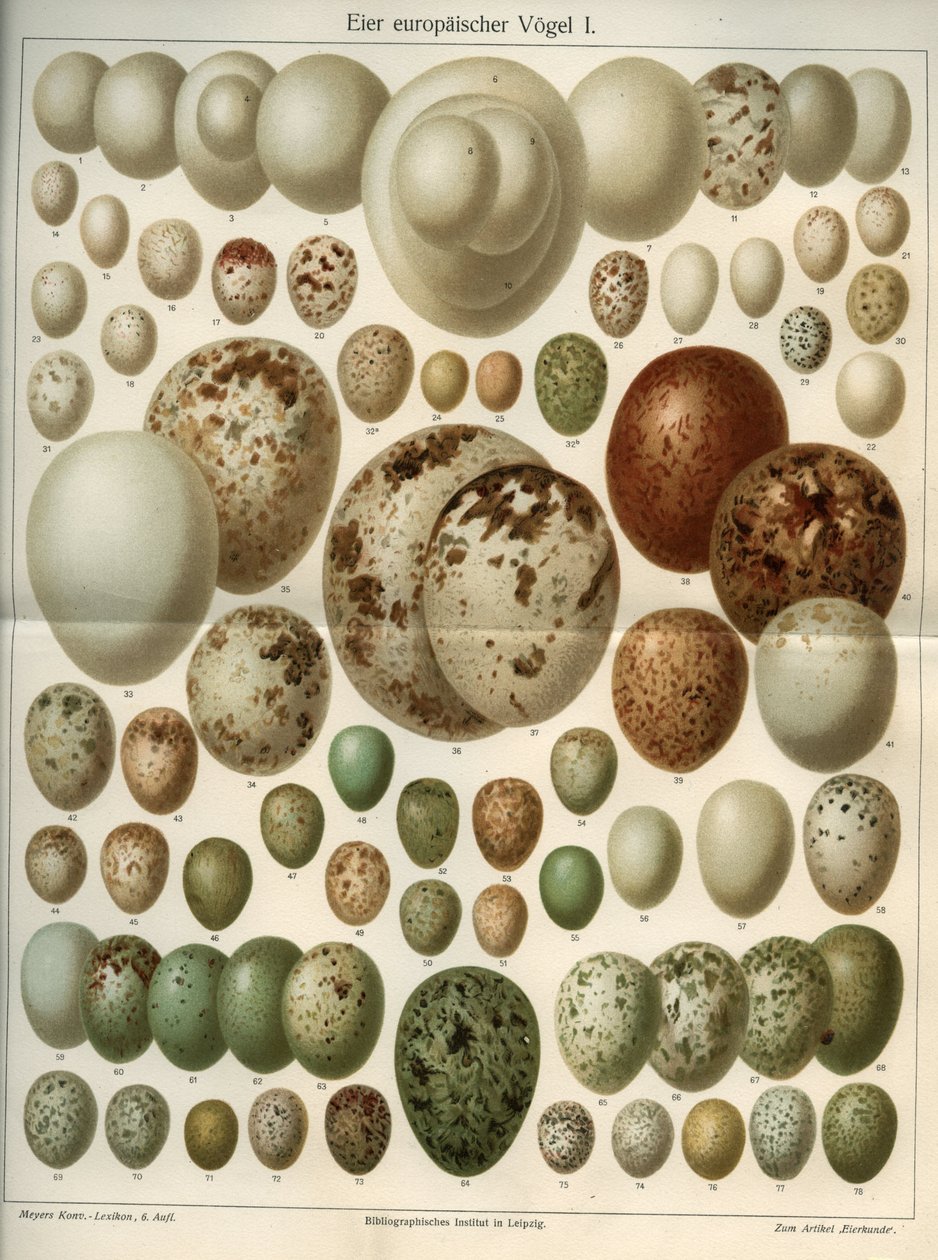 Természettudományi tábla képviselő különböző madártojások. Az illusztráció a „Meyers Grosses Konversations - Lexikon””-ból származik, 1904. Bibliographers Institute, Lipcse és Bécs alkotó: Ferdinand Georg Waldmuller