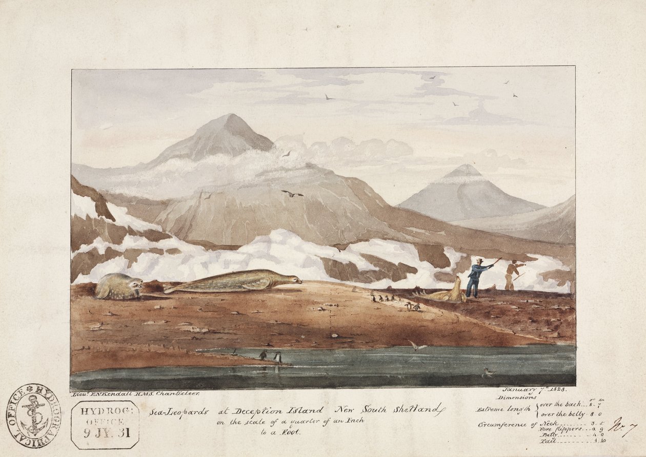 „Sea-Leopards at Deception Island, New South Shetland”, január 7 alkotó: John Pardon