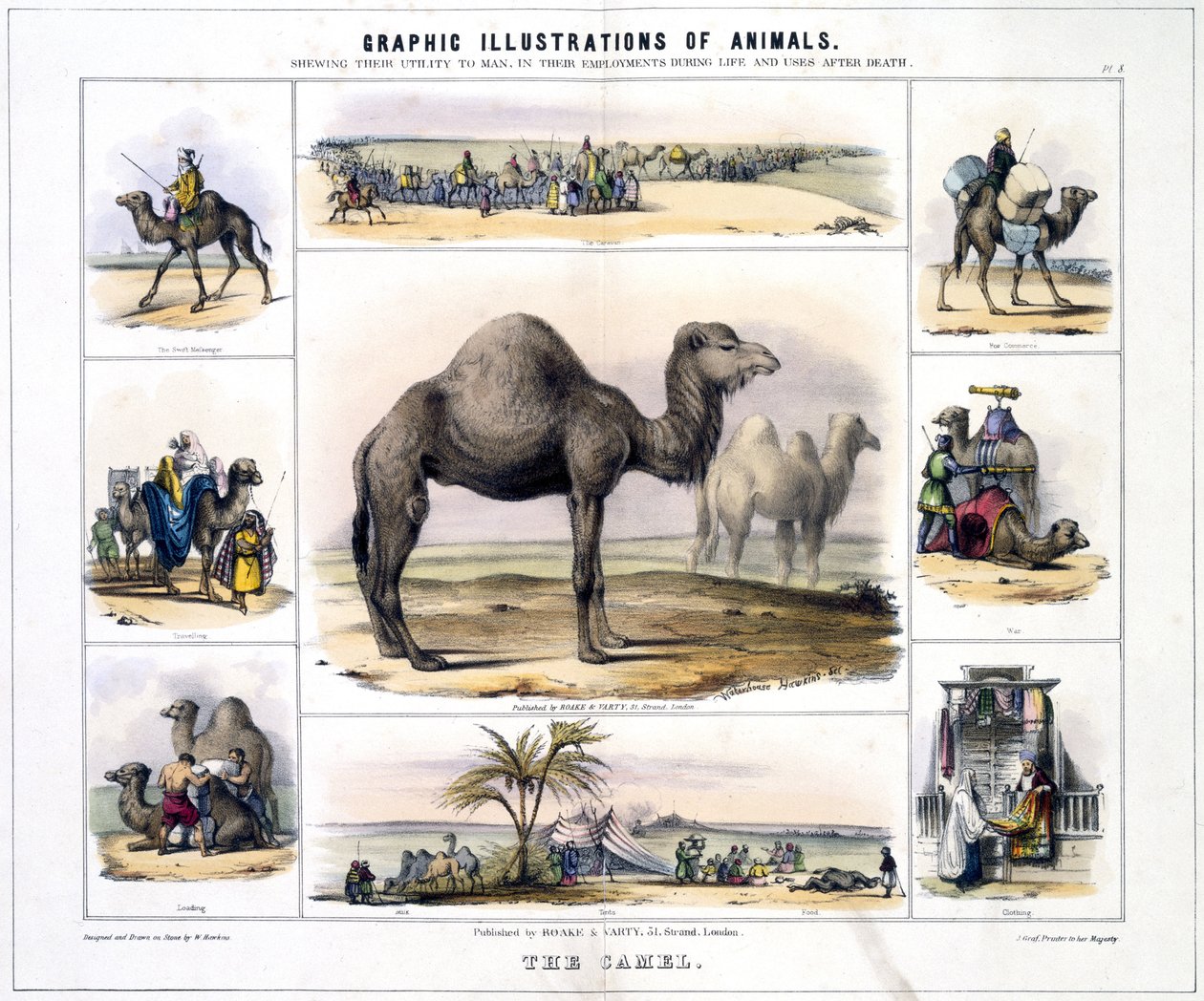 A teve, 1845 alkotó: Frederick (attr. to) Barnard