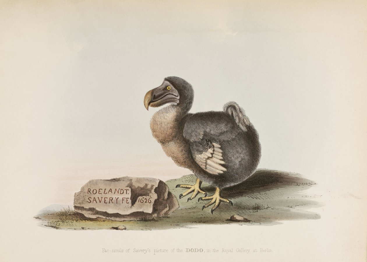 A Dodo alkotó: John Pardon