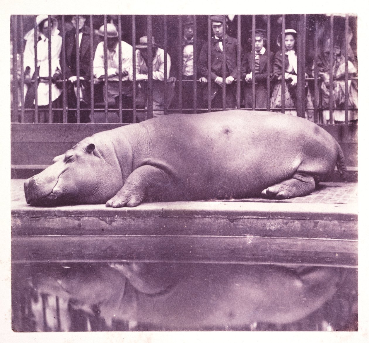 Víziló a Zoological Gardensben, Regents Park
