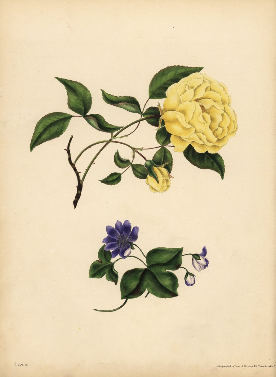 Az édes illatú kínai rózsa, Rosa chinensis, hűtlenség; A kék Hepatica, Hepatica nobilis, Bizalom alkotó: John Pardon