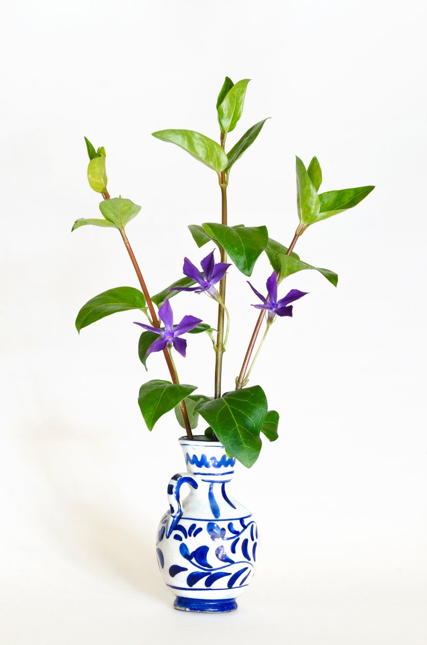 Három szál vázában virágzó nagy szüret (Vinca major) (fotó) alkotó: . .