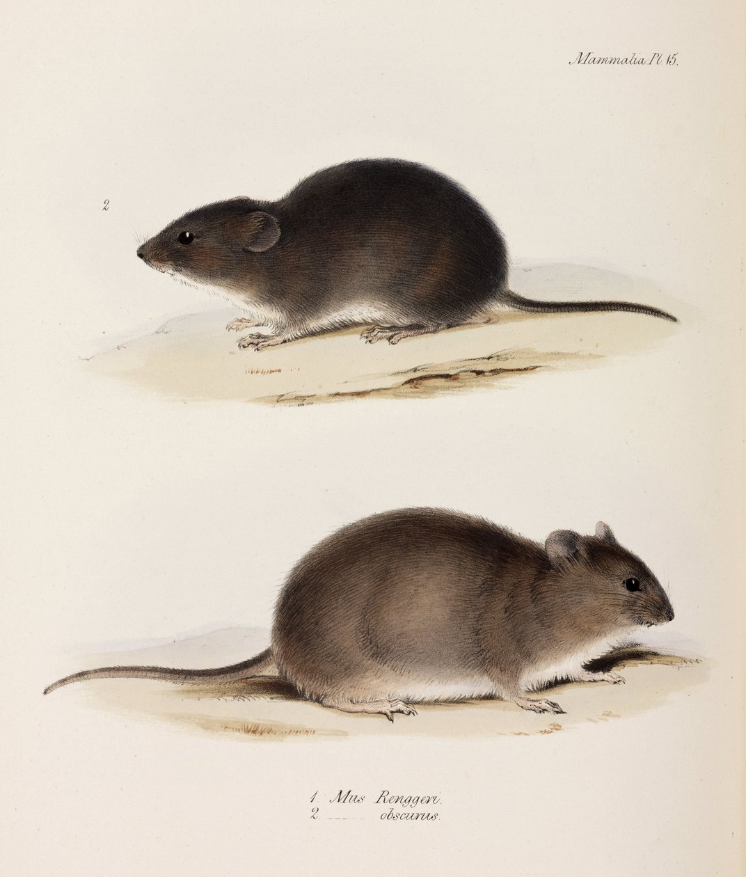 Kétféle egér, c 1832-1836 alkotó: John Pardon