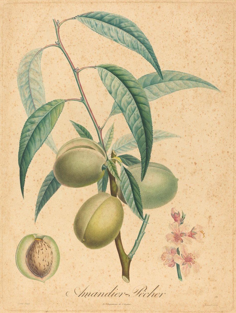 Mandula - Őszibarack alkotó: after A. Poiteau