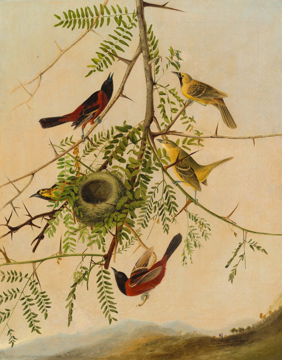 Orchard Oriole alkotó: after John James Audubon Joseph Bartholomew Kidd