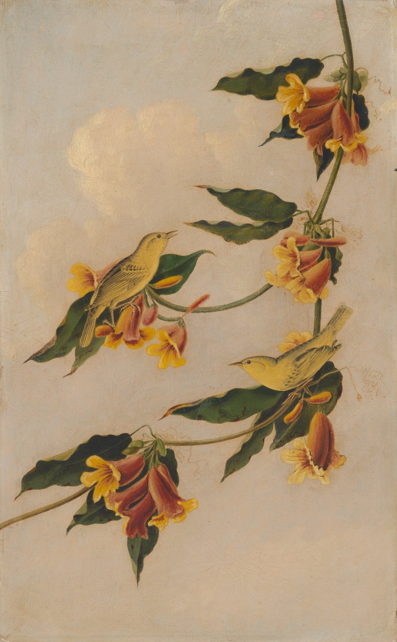 Sárga poszáta alkotó: after John James Audubon Joseph Bartholomew Kidd
