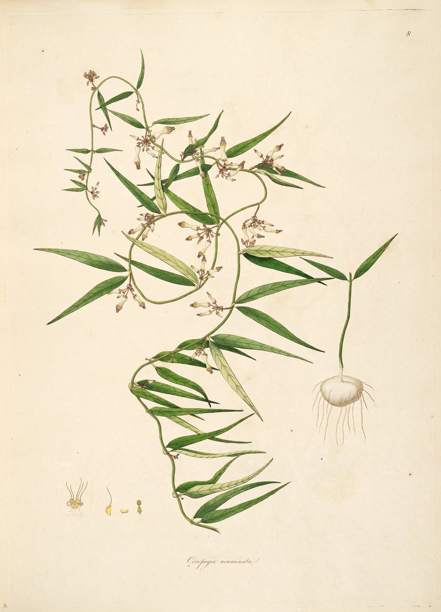 Ceropegia acuminata (= Ceropegia bulbosa), Apocynaceae, Asclepiadoideae illusztrációja alkotó: anonymus