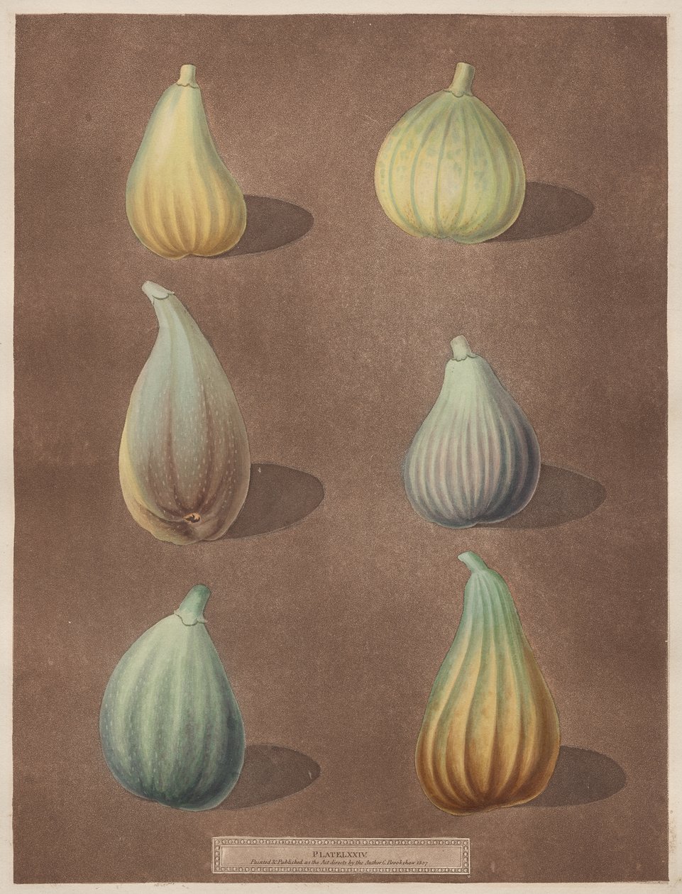 Pomona Britannica: No. 74 - Fig alkotó: attributed to Richard Brookshaw