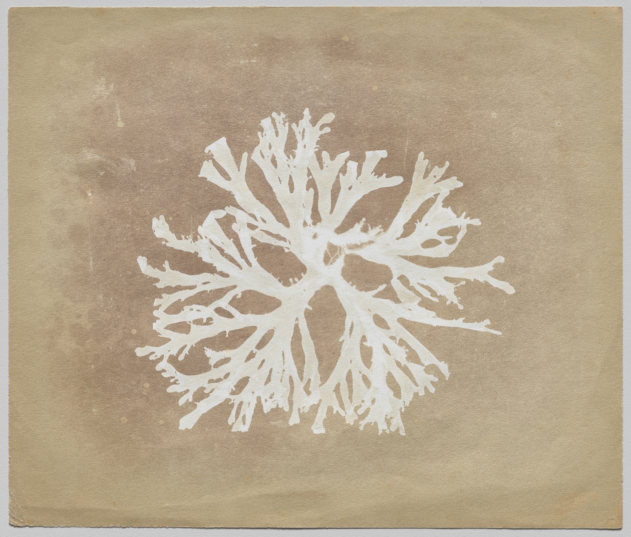Algák alkotó: circle of William Henry Fox Talbot