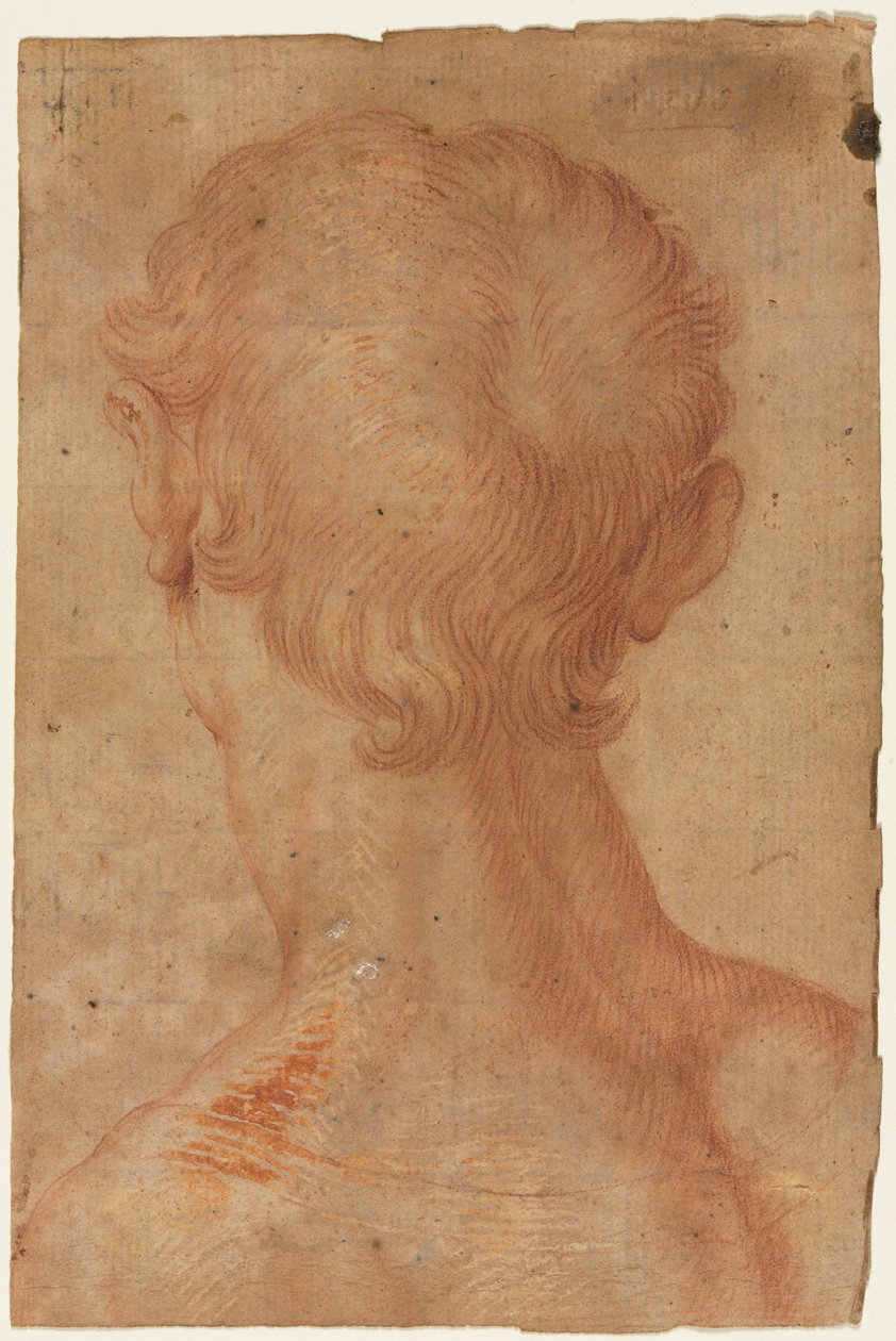 Férfifej hátulról alkotó: copy after Agnolo Bronzino