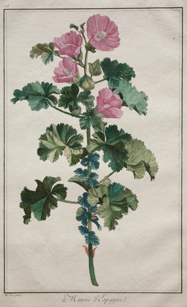 Huszonnégy növényből és virágból álló gyűjtemény: Mályva, 1772 után. alkotó: de Seve