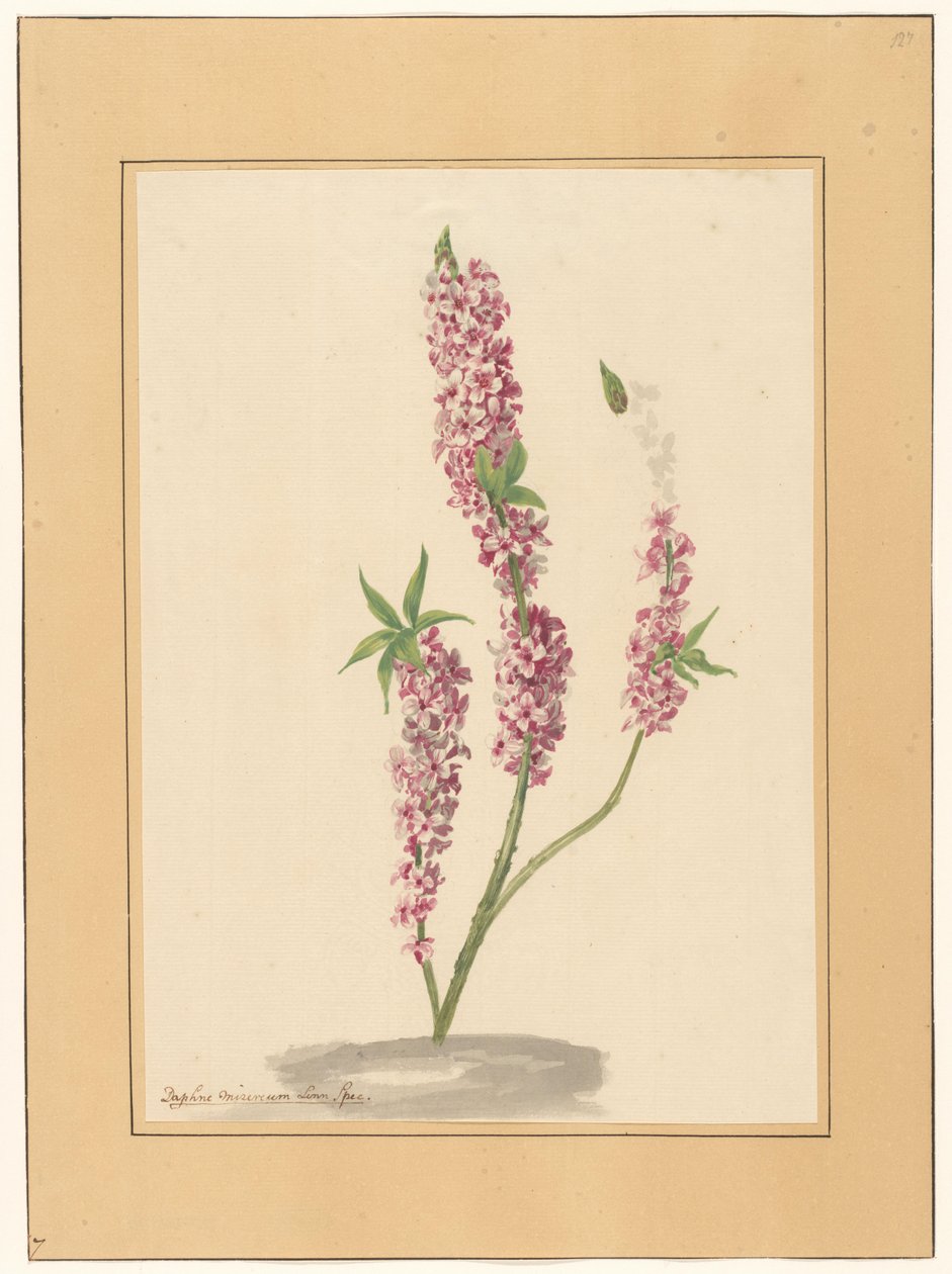 Piros paprika fa a földön alkotó: familie Van der Vinne (attributed to)