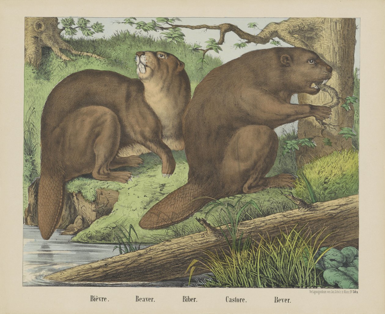 Bièvre. / Hód. / Biber. / Castore. / Bever (cím a tárgyon) alkotó: firma Joseph Scholz