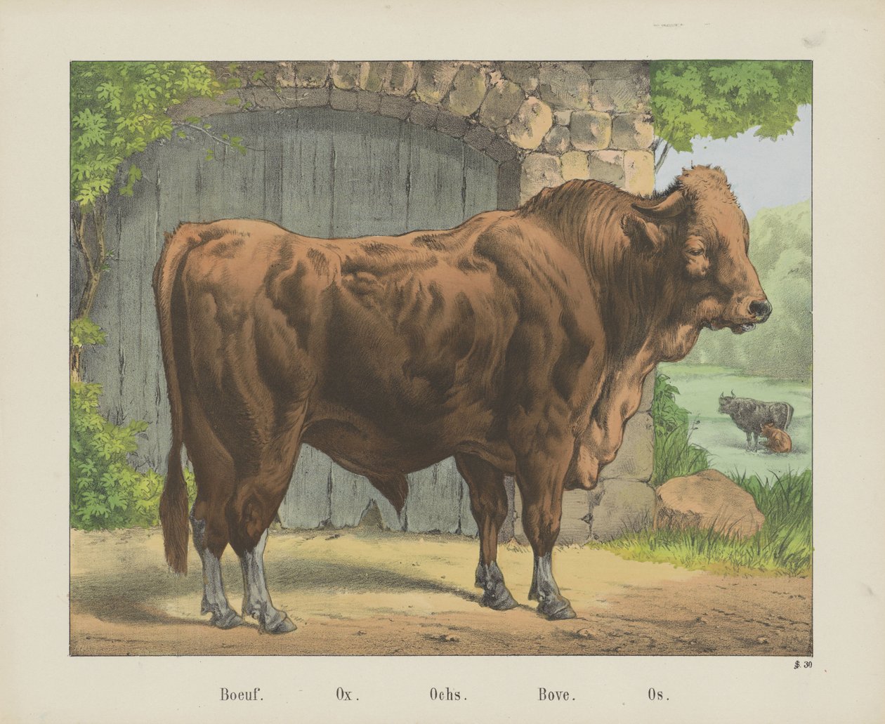 Boeuf. / Ökör. / Ochs. / Bove. / Os (cím az objektumon) alkotó: firma Joseph Scholz
