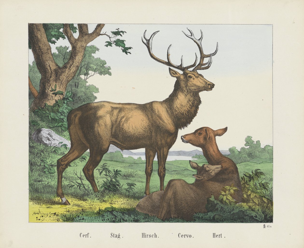 Cerf. / Szarvasbika. / Hirsch. / Cervo. / Hert (cím a tárgyon) alkotó: firma Joseph Scholz