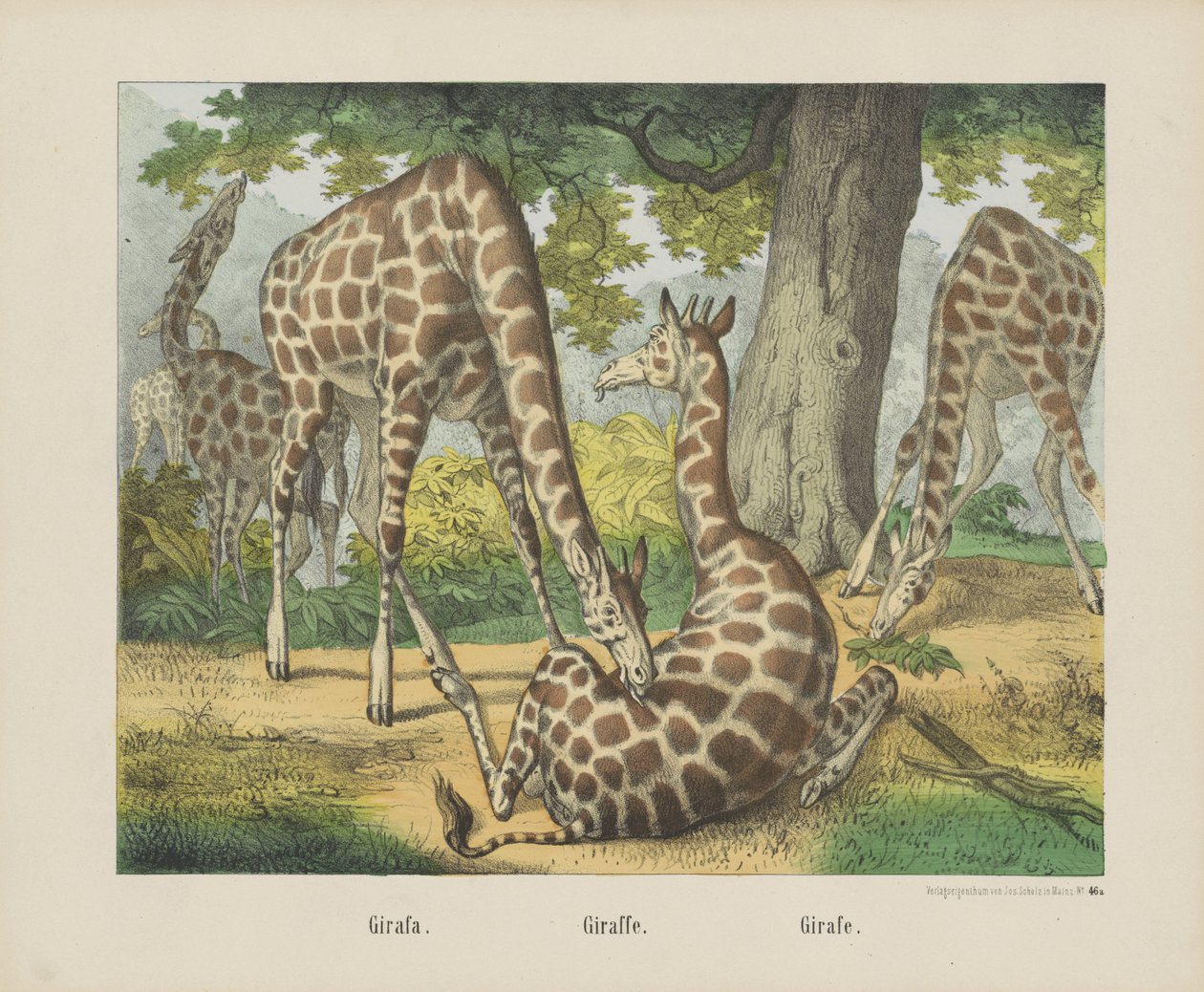 Girafa. / Zsiráf. / Zsiráf (cím a tárgyon) alkotó: firma Joseph Scholz