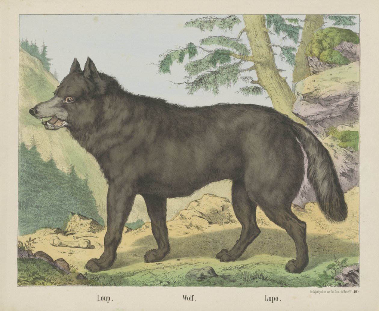 Loup. / Farkas. / Lupo (cím a tárgyon) alkotó: firma Joseph Scholz