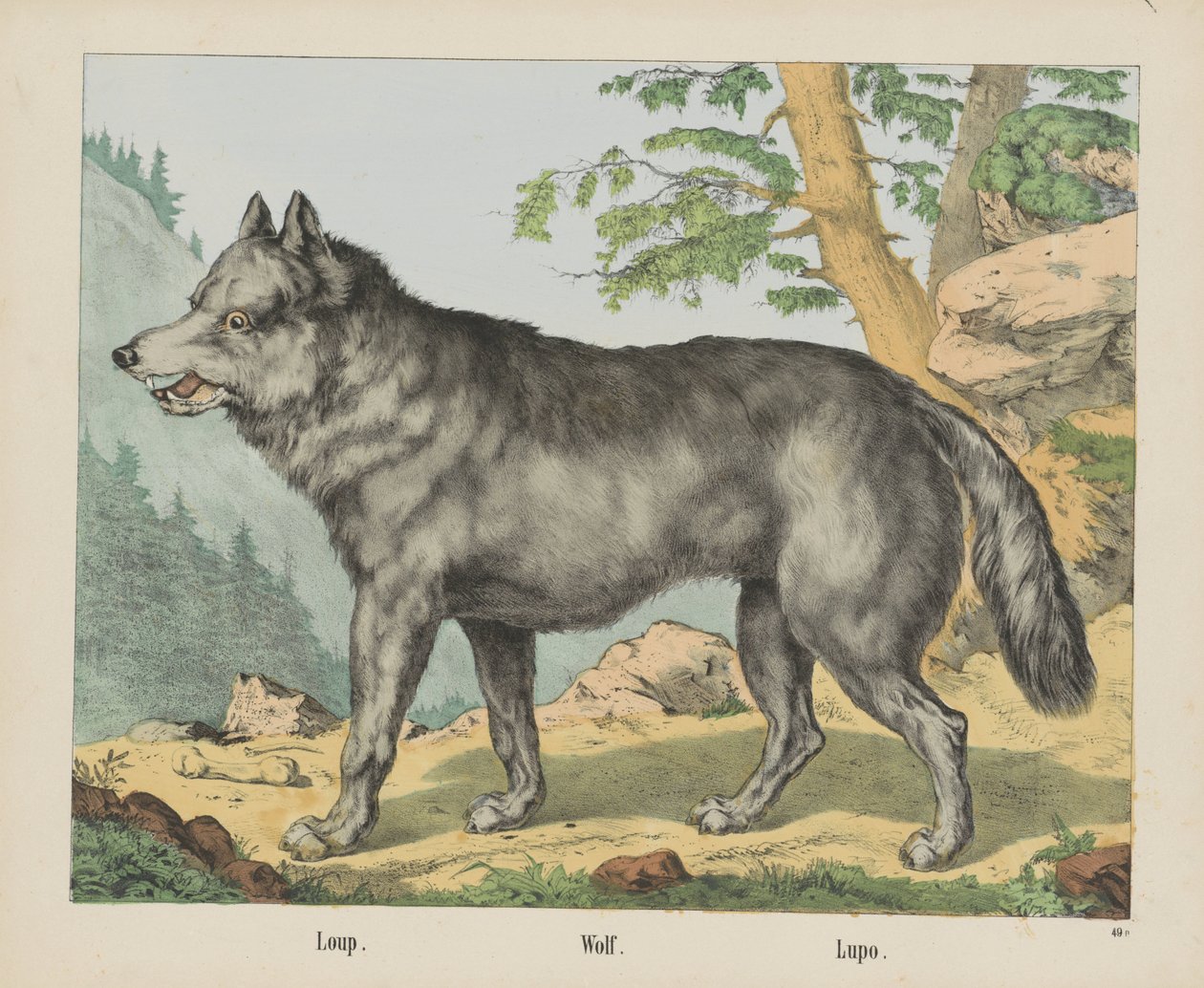 Loup. / Farkas. / Lupo (cím a tárgyon) alkotó: firma Joseph Scholz