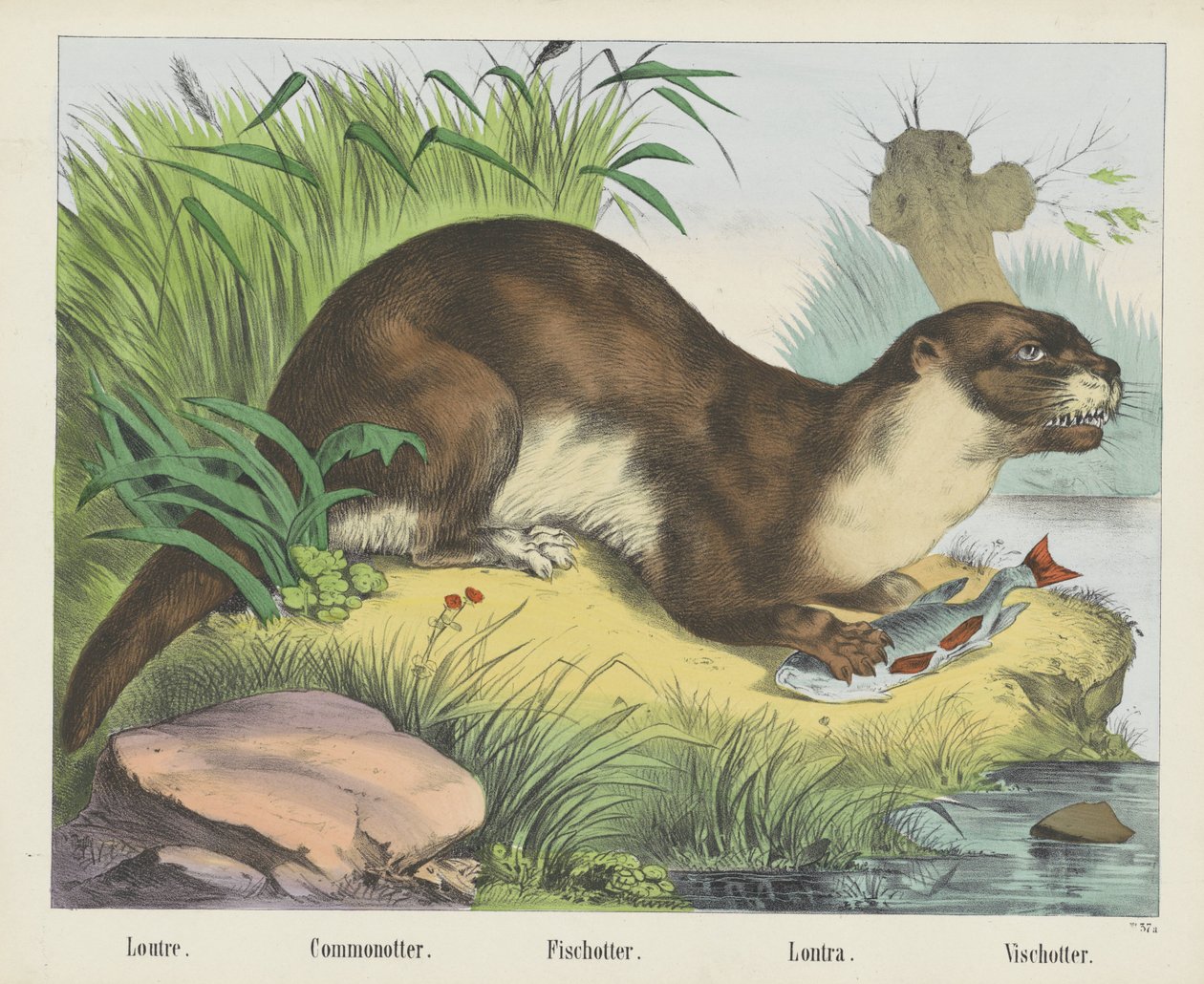 Loutre. / Commonotter. / Fischotter. / Lontra. / Vischotter (cím az objektumon) alkotó: firma Joseph Scholz
