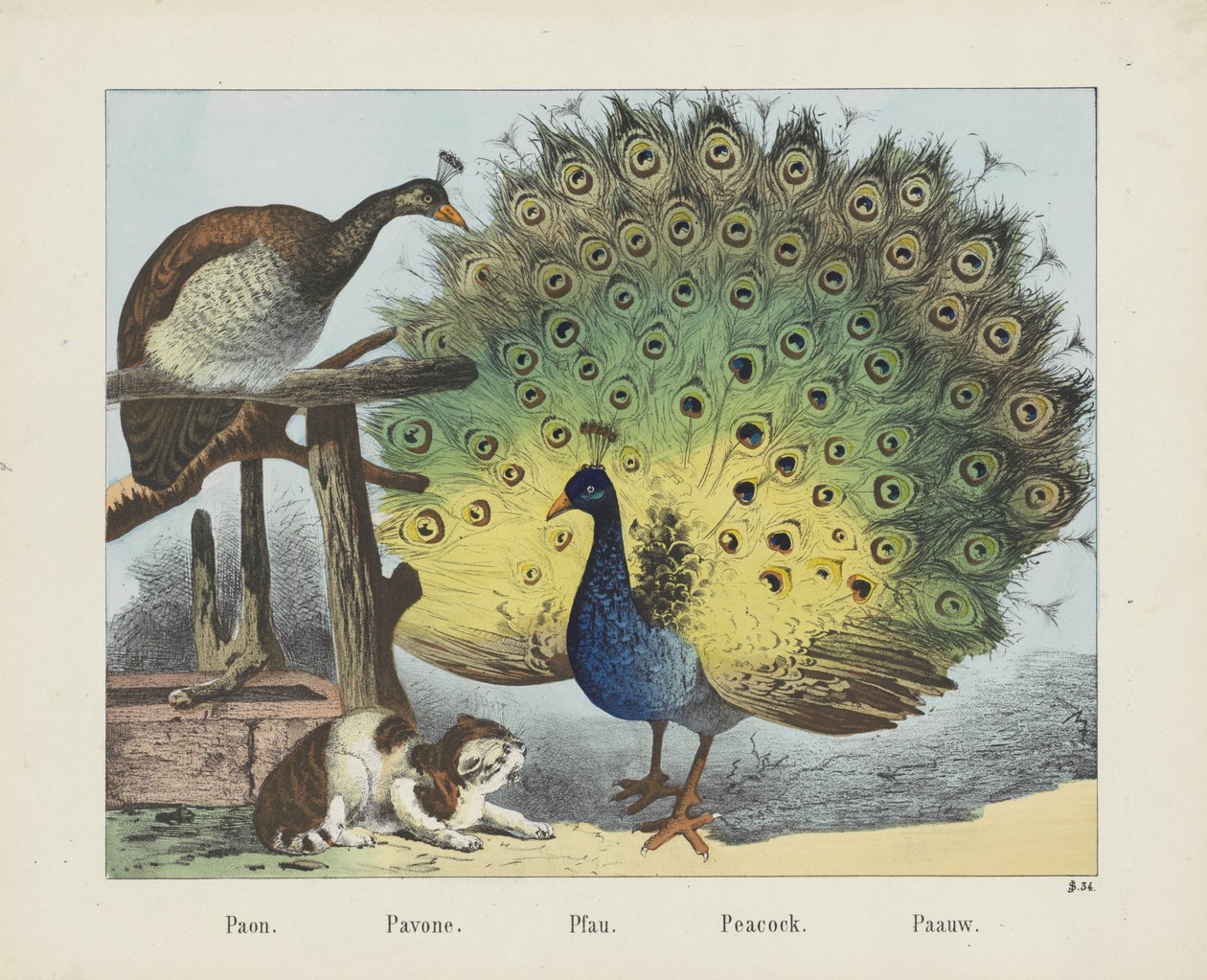 Paon. / Pavone. / Pfau. / Páva. / Paauw (cím az objektumon) alkotó: firma Joseph Scholz