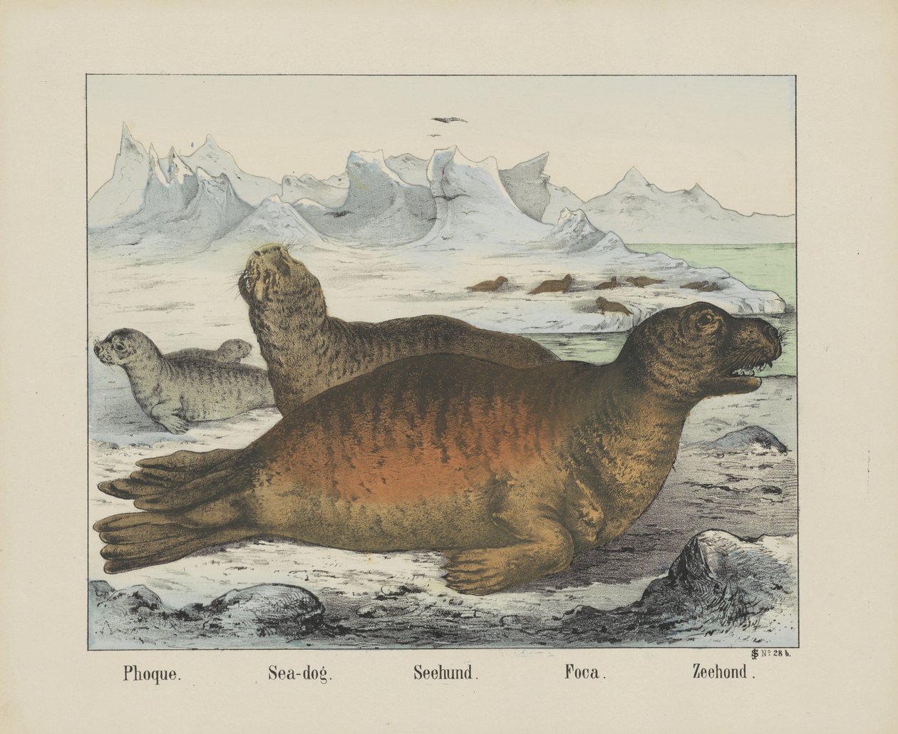 Phoque. / Tengeri kutya. / Seehund. / Foca. / Pecsét (cím a tárgyon) alkotó: firma Joseph Scholz